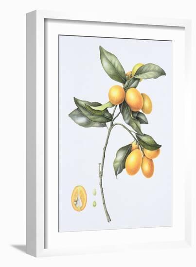 Kumquat, 1996-Margaret Ann Eden-Framed Giclee Print