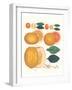 Kumquat and Grapefruit-null-Framed Art Print