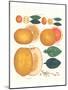 Kumquat and Grapefruit-null-Mounted Art Print