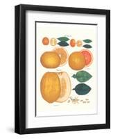 Kumquat and Grapefruit-null-Framed Art Print