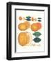 Kumquat and Grapefruit-null-Framed Art Print