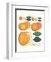 Kumquat and Grapefruit-null-Framed Art Print