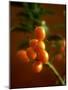 Kumquats (Fortunella Spp.) on Branch-Richard Sprang-Mounted Photographic Print