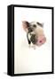 Kune Kune Piglet on White Background-null-Framed Stretched Canvas