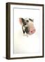 Kune Kune Piglet on White Background-null-Framed Photographic Print