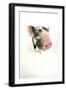 Kune Kune Piglet on White Background-null-Framed Photographic Print