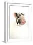 Kune Kune Piglet on White Background-null-Framed Photographic Print