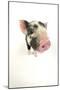 Kune Kune Piglet on White Background-null-Mounted Photographic Print