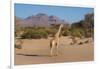 Kunene, Namibia. Pale Giraffe with Trees in Puros Conservancy-Bill Bachmann-Framed Photographic Print