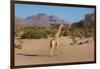 Kunene, Namibia. Pale Giraffe with Trees in Puros Conservancy-Bill Bachmann-Framed Photographic Print