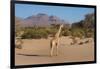 Kunene, Namibia. Pale Giraffe with Trees in Puros Conservancy-Bill Bachmann-Framed Photographic Print