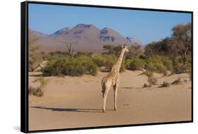 Kunene, Namibia. Pale Giraffe with Trees in Puros Conservancy-Bill Bachmann-Framed Stretched Canvas