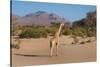 Kunene, Namibia. Pale Giraffe with Trees in Puros Conservancy-Bill Bachmann-Stretched Canvas