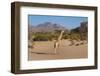 Kunene, Namibia. Pale Giraffe with Trees in Puros Conservancy-Bill Bachmann-Framed Photographic Print