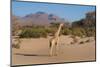 Kunene, Namibia. Pale Giraffe with Trees in Puros Conservancy-Bill Bachmann-Mounted Photographic Print