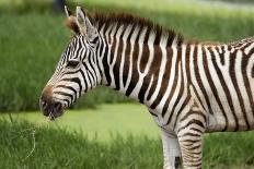 Close up African Zebra Eating Grass-kungverylucky-Photographic Print