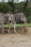 Close up African Zebra Eating Grass-kungverylucky-Photographic Print