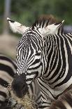 Close up African Zebra Eating Grass-kungverylucky-Photographic Print