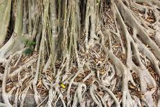 Close up Root of Banyan Tree-kungverylucky-Photographic Print