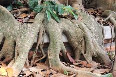 Close up Root of Banyan Tree-kungverylucky-Photographic Print