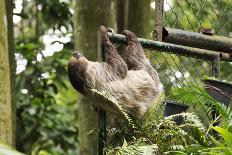 Hoffmann's Two-Toed Sloth-kungverylucky-Photographic Print
