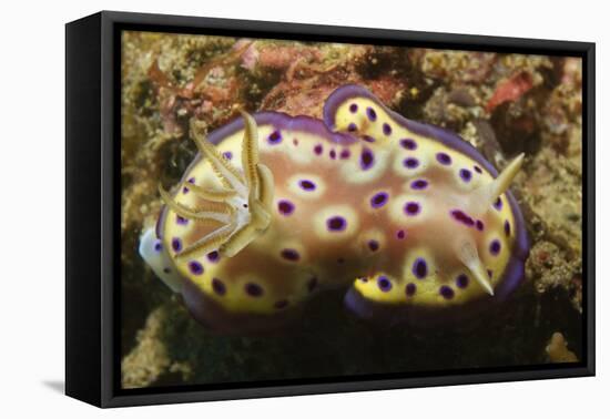 Kunie's Chromodoris-Hal Beral-Framed Stretched Canvas