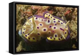 Kunie's Chromodoris-Hal Beral-Framed Stretched Canvas