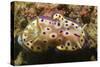 Kunie's Chromodoris-Hal Beral-Stretched Canvas