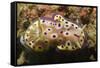 Kunie's Chromodoris-Hal Beral-Framed Stretched Canvas