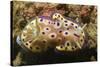 Kunie's Chromodoris-Hal Beral-Stretched Canvas