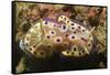 Kunie's Chromodoris-Hal Beral-Framed Stretched Canvas