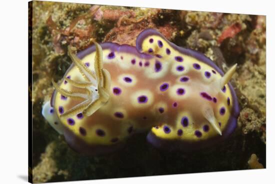 Kunie's Chromodoris-Hal Beral-Stretched Canvas