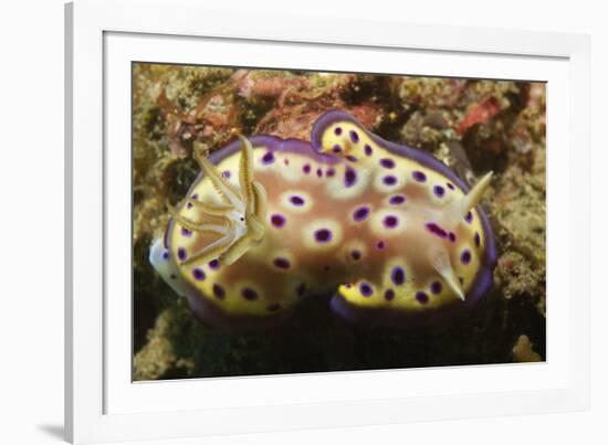 Kunie's Chromodoris-Hal Beral-Framed Photographic Print