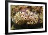 Kunie's Chromodoris-Hal Beral-Framed Photographic Print