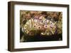 Kunie's Chromodoris-Hal Beral-Framed Photographic Print