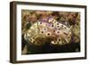 Kunie's Chromodoris-Hal Beral-Framed Photographic Print