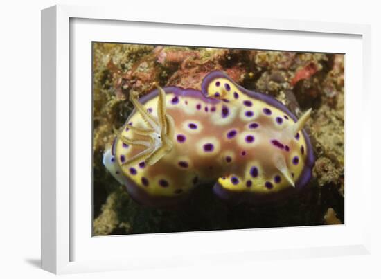 Kunie's Chromodoris-Hal Beral-Framed Photographic Print