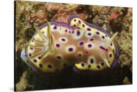 Kunie's Chromodoris-Hal Beral-Stretched Canvas