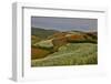 Kunming Dongchuan Red Land Area, Crop Land and Rolling Hills, China-Darrell Gulin-Framed Photographic Print