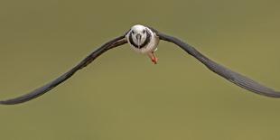Bar-Tailed Godwit 19-Kurien Yohannan-Stretched Canvas