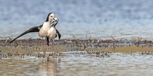 Pied Stilt 10-Kurien Yohannan-Photographic Print