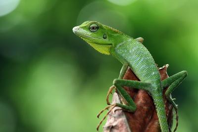 Green Lizard on Branch, Green Lizard Sunbathing on Branch Green Lizard on Branch, Green Lizard Sunbathing on Branch