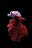 Betta Fish, Indonesia-Kuritafsheen-Framed Photographic Print