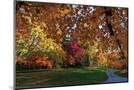 Wood Mount