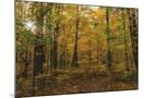 Wood Mount