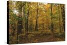 Stretched Canvas