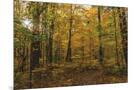 Wood Mount