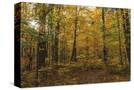 Stretched Canvas