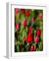 White Frame