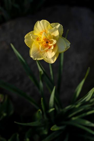 Photo, , large